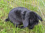 Kaninchen Otto auf dem Stulzenhof