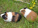 Meerschweinchen Hans & Franz auf dem Stulzenhof